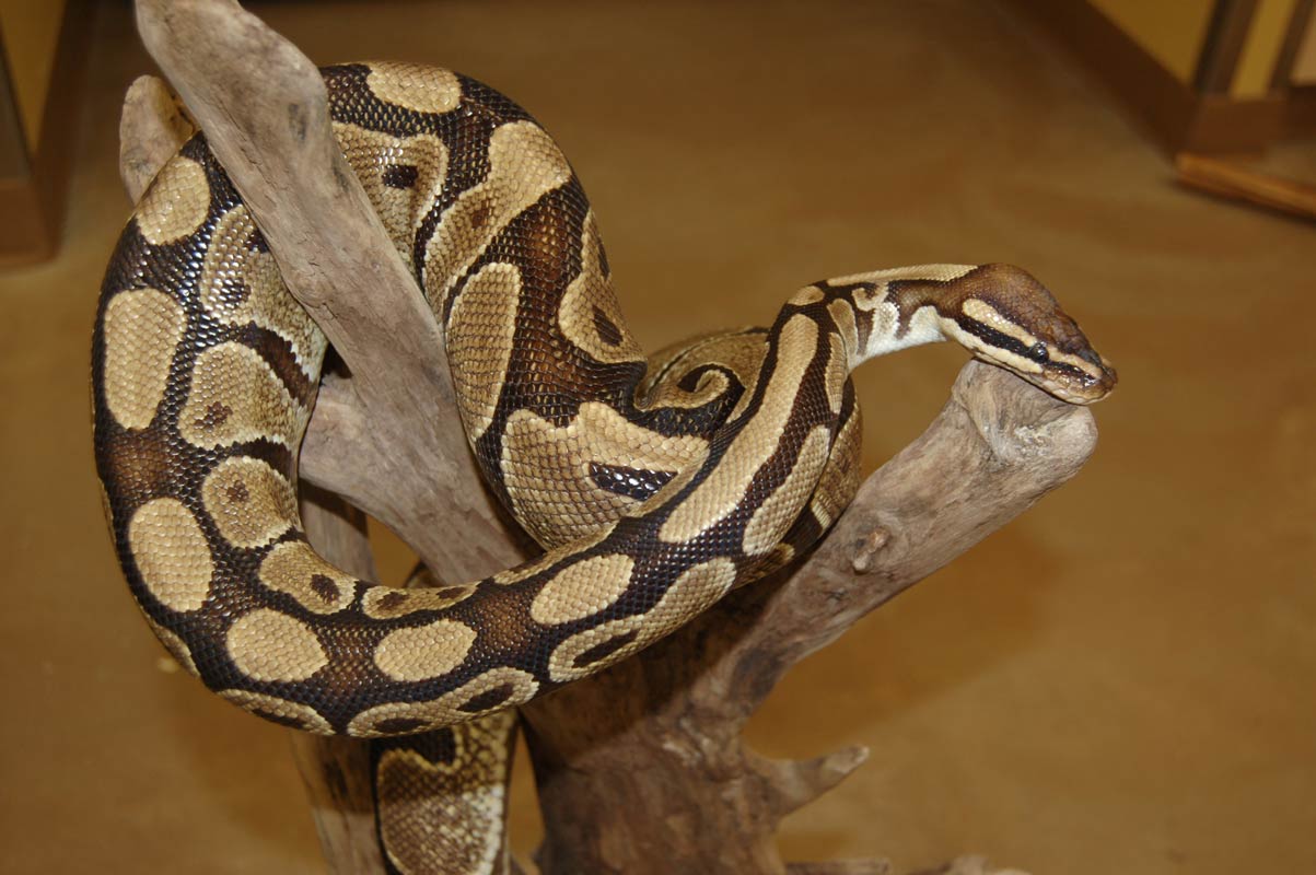 The Royal Python (Adopt-a-Critter)