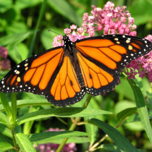 The Monarch Butterfly