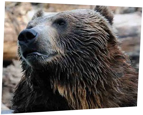 bear