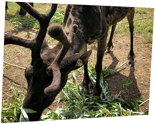 caribou